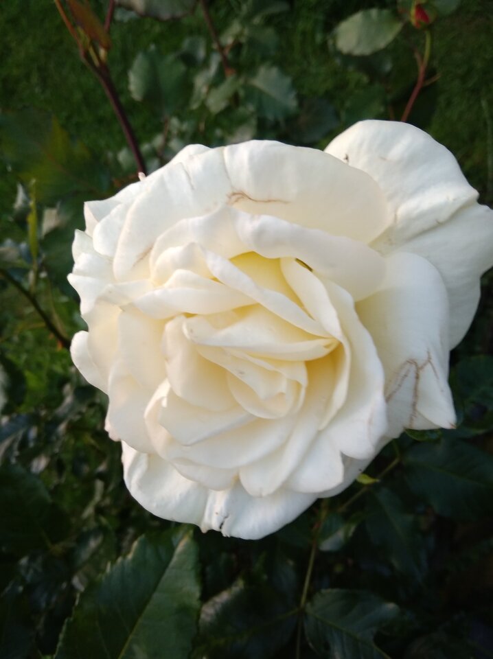 IMG_20210613_204337.jpg - Krzysk45