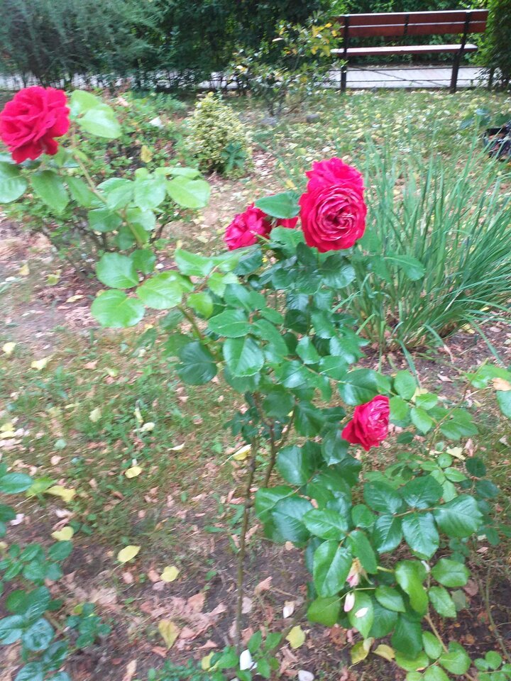 20210622_130534.jpg - WESOLAWDOWKA