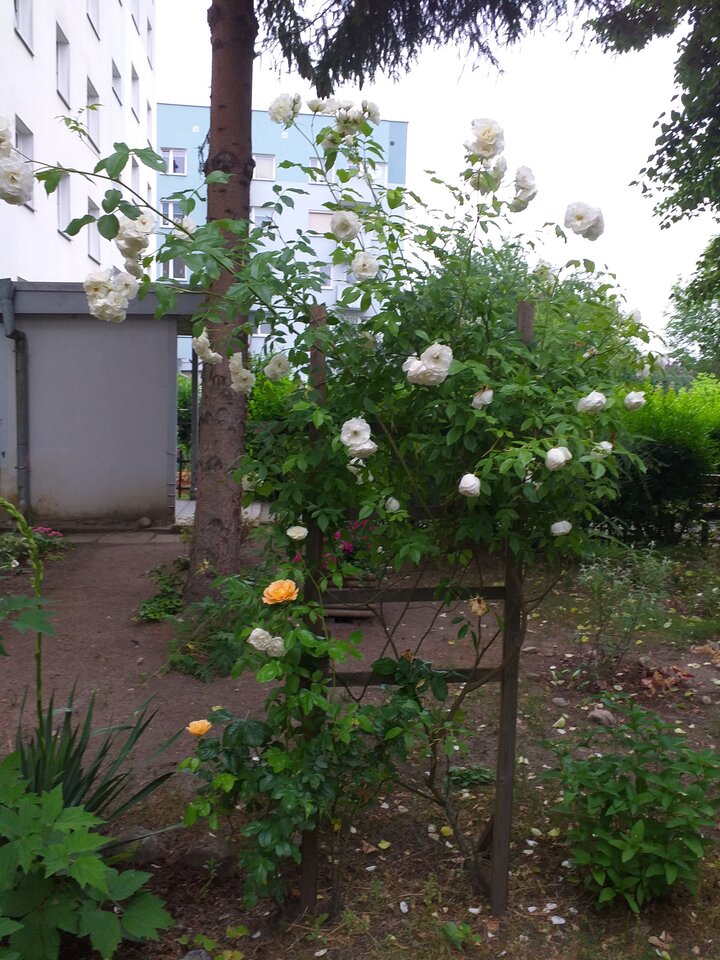 20210622_130151.jpg - WESOLAWDOWKA