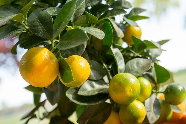 _calamansi_