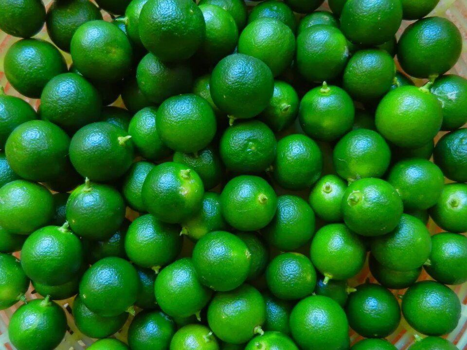 calamansi2.jpg - _calamansi_