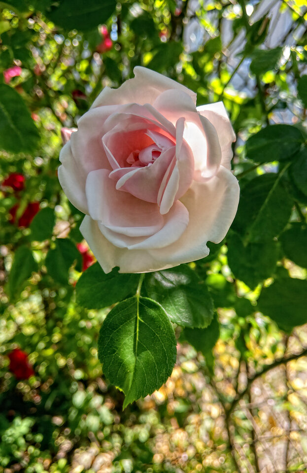 IMAG9829.jpg - mazi39