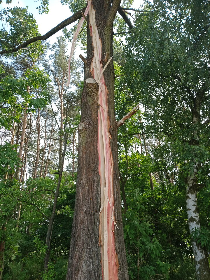 IMG20210623155005[1].jpg - lookin_