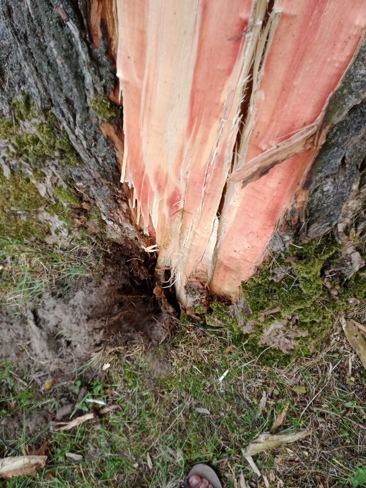 IMG20210623155055[1].jpg - lookin_