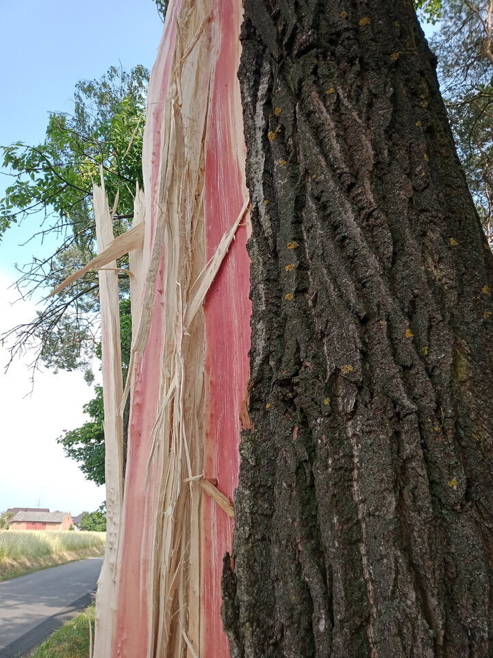 IMG20210623155102[1].jpg - lookin_