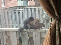 Kanapeczka wiewiórcza.jpg