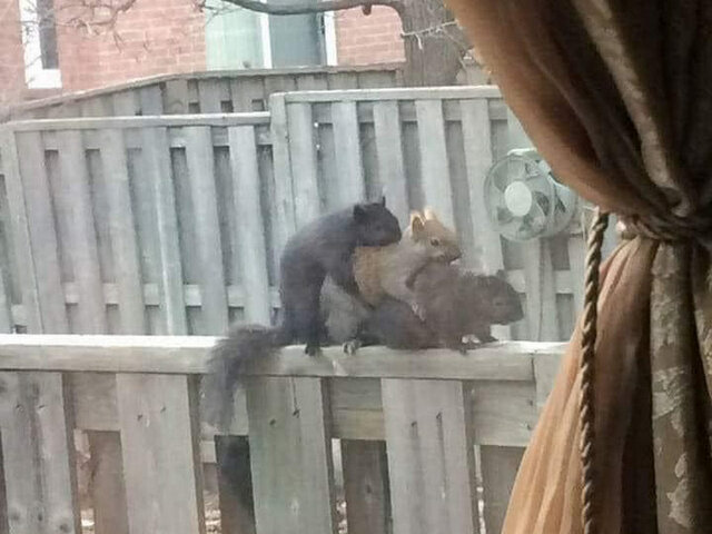 Kanapeczka wiewiórcza.jpg - bobbix