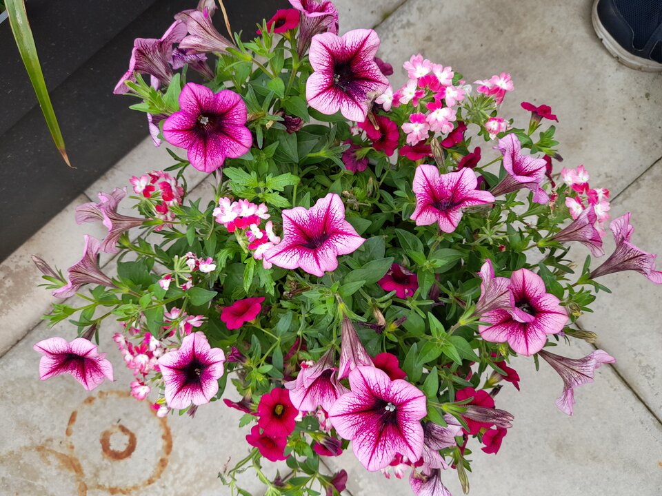 20210627_112752.jpg - adamm19777