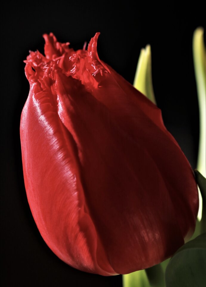 3E1EE998-ED01-4DC5-BE64-303ED556DCCF.jpeg - Tulipan1983