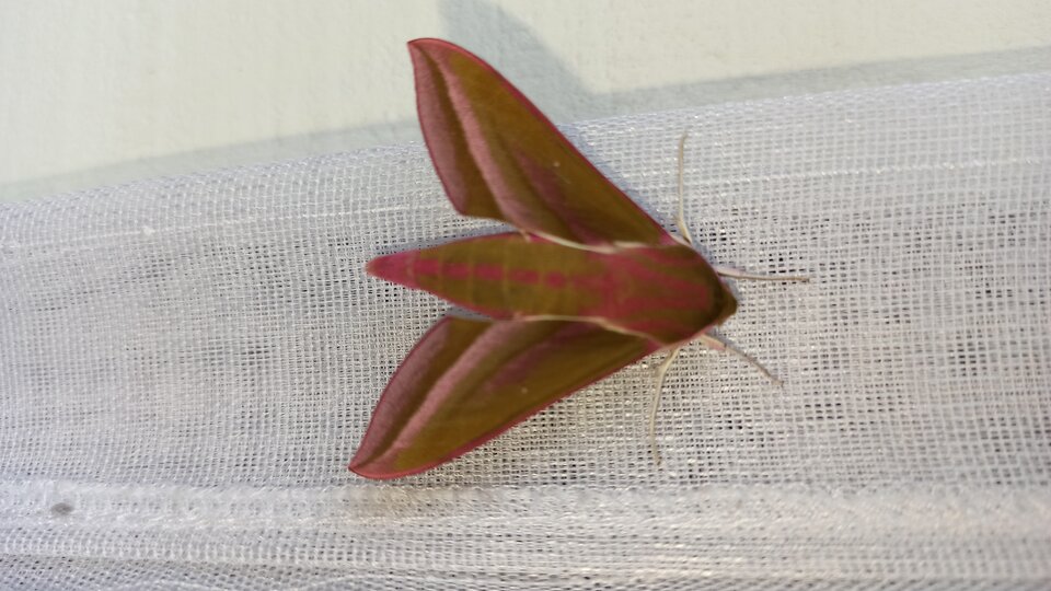 IMG_20210613_093450.jpg - wzwodnik1