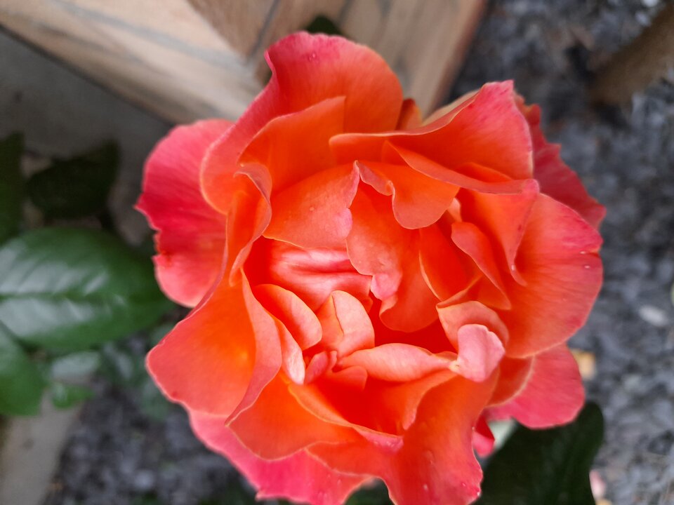 20210630_195200.jpg - adamm19777