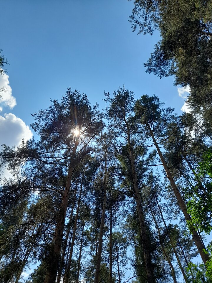 20210627_125528.jpg - Ambrozja2