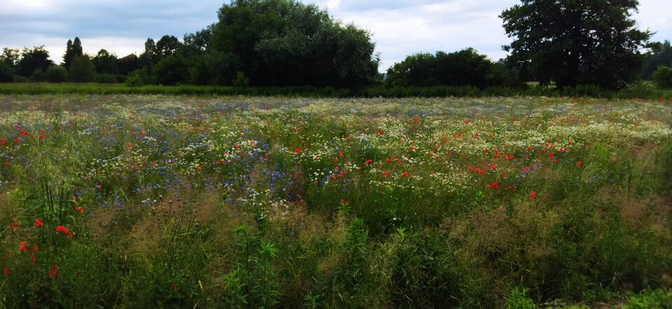 209151866_130580625855110_6812987907710934021_n.jpg - MattVegass