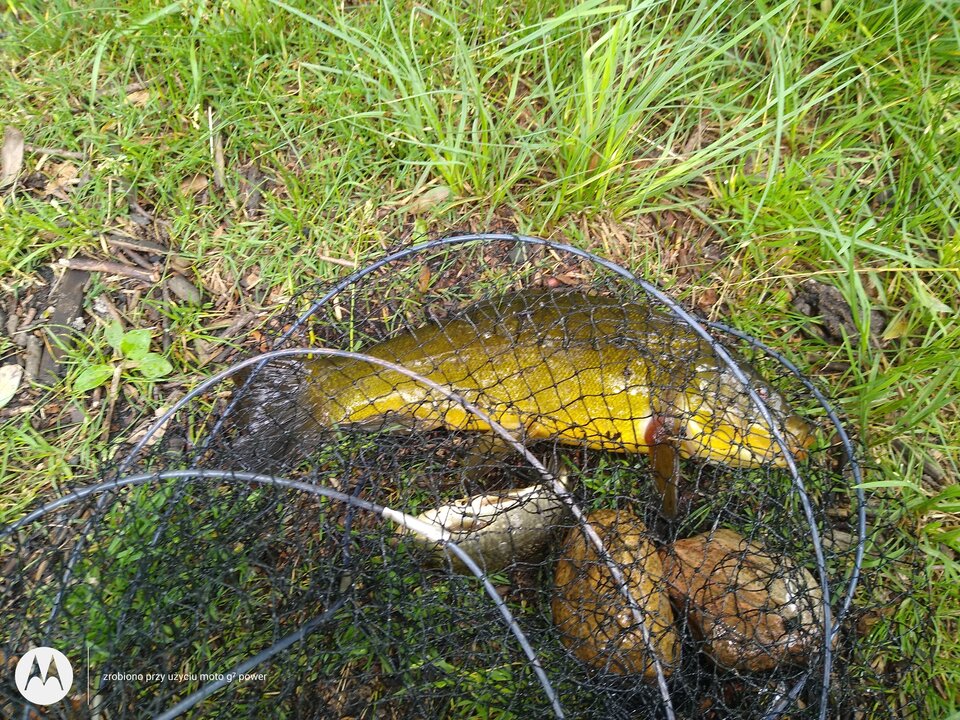 IMG_20210703_121026860.jpg - rafi07