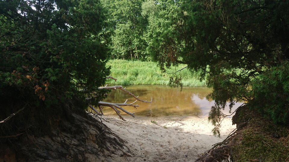 Forest Barycz - J_Sully