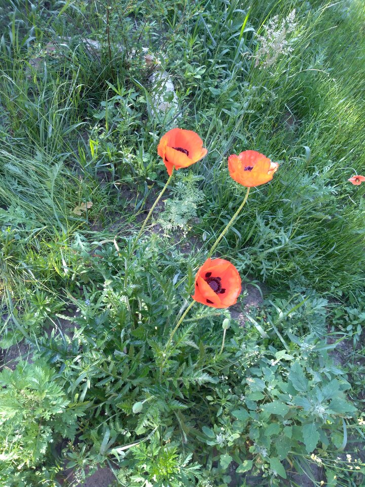 IMG_20180527_075408.jpg - jacpie