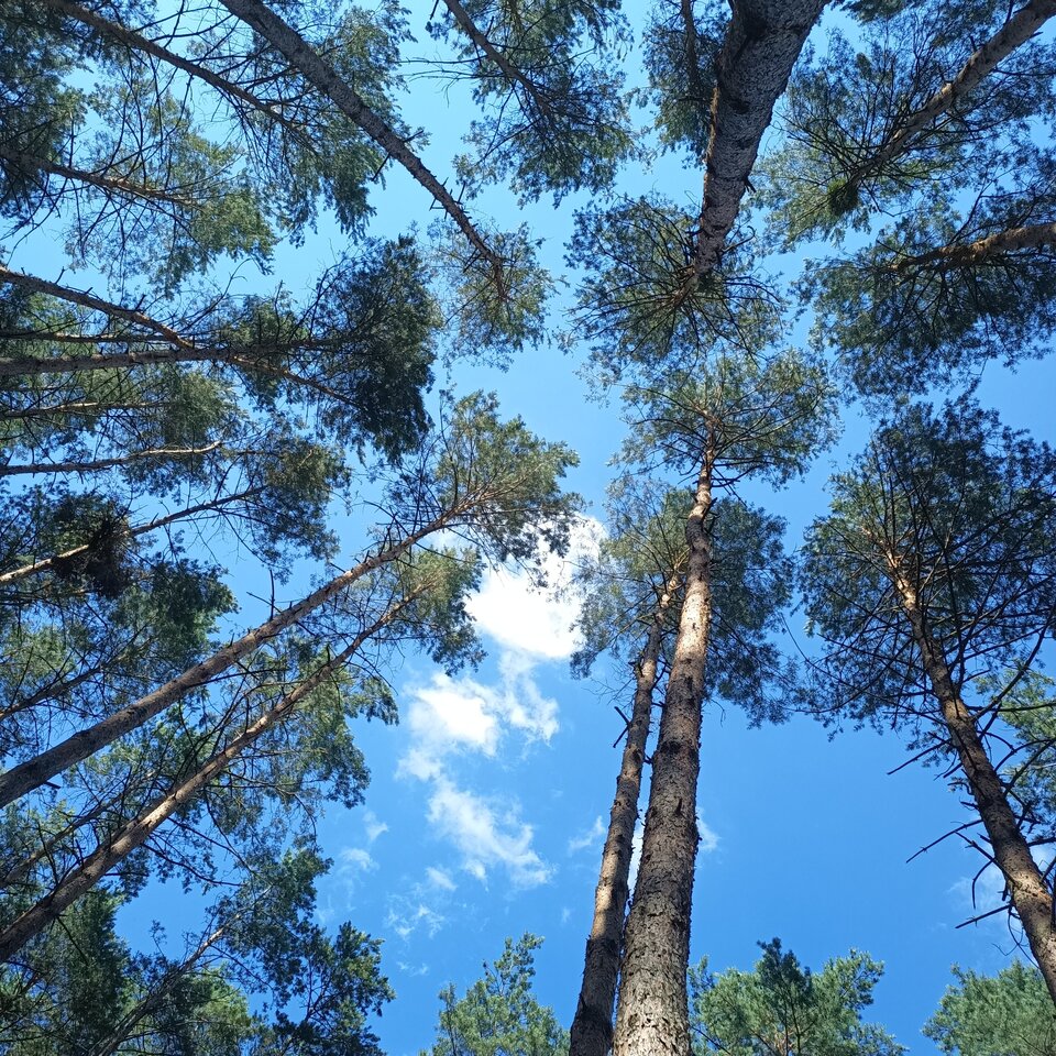 1625582366950347741616298899834.jpg - garbi83