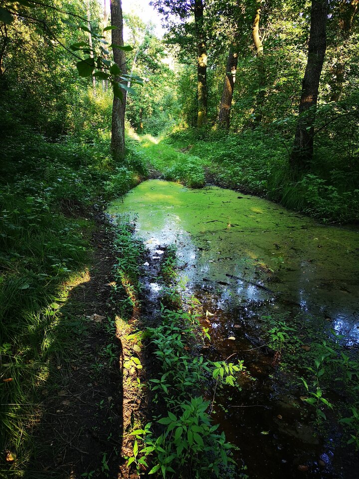 IMG_20210706_182002.jpg - Tomen11