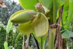 Tropikalny ogród w JC&R