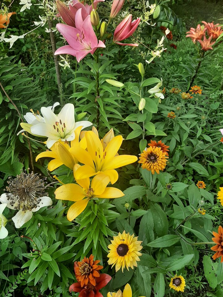 20210712_184248.jpg - Krzyszto1234