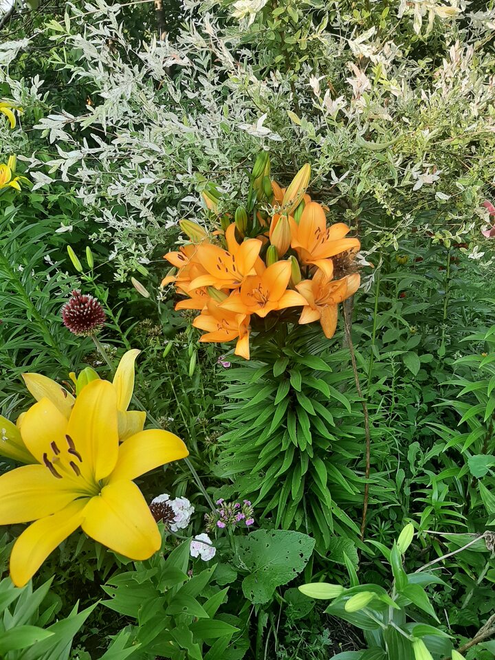 20210712_184236.jpg - Krzyszto1234