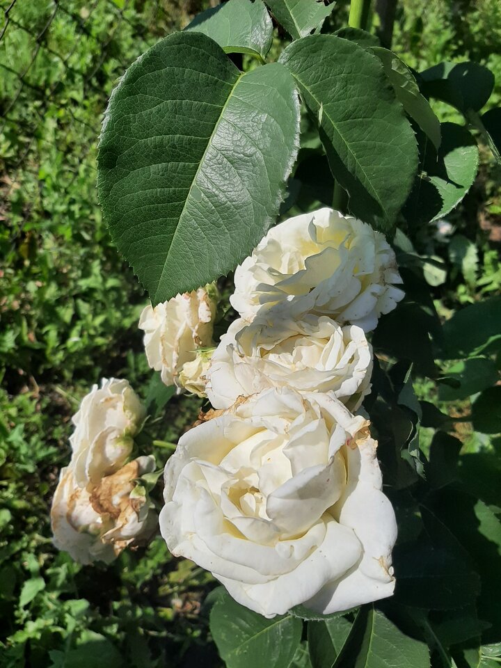 20210713_145754.jpg - Krzyszto1234