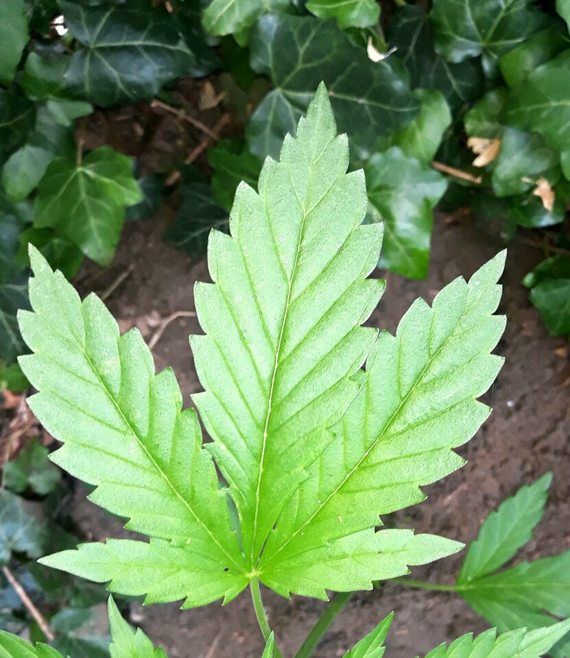 20200627_005545.jpg - Weeds84