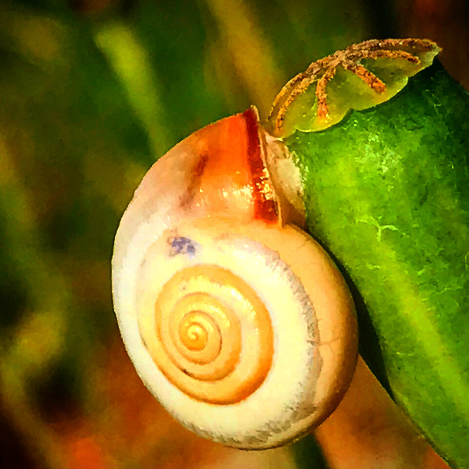 FD4A1643-8ABC-4C61-BBE3-DAAD99475477.jpeg - Mekagojiranogyakushu