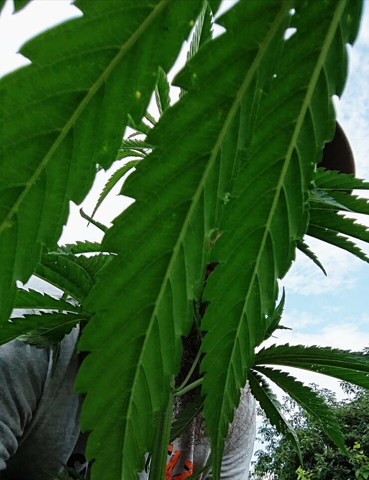 _20210717_183256.JPG - BrodatyZbir69