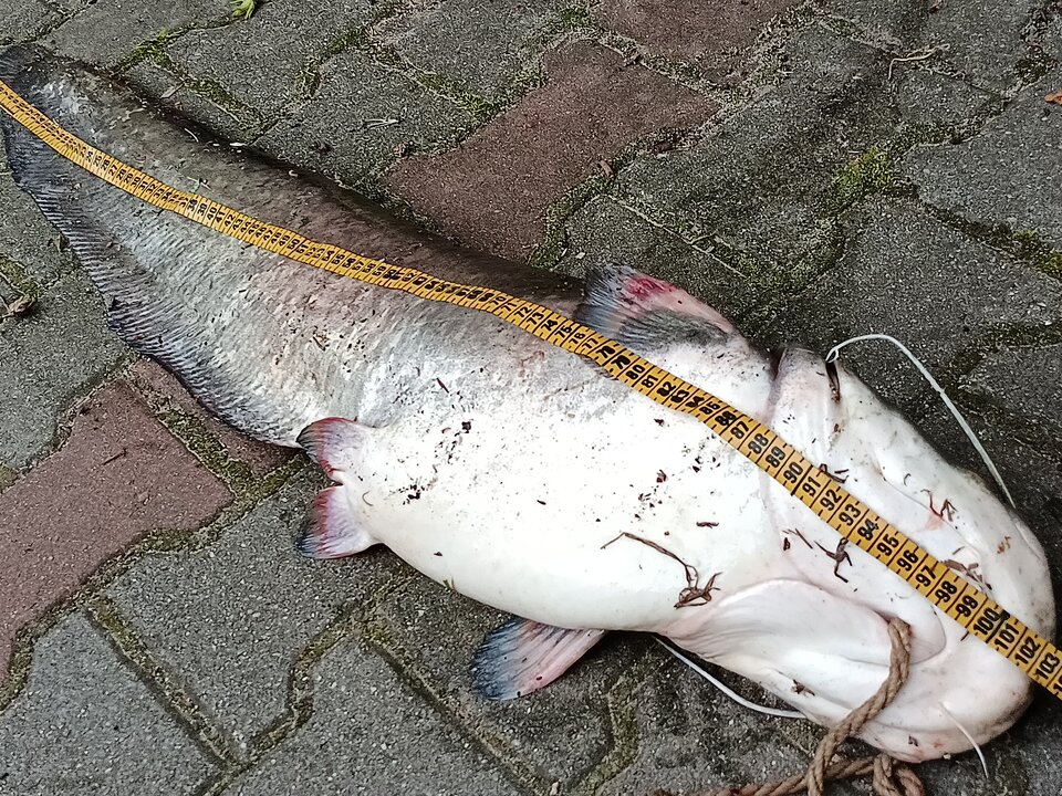 IMG20210722071607.jpg - Piwkowa