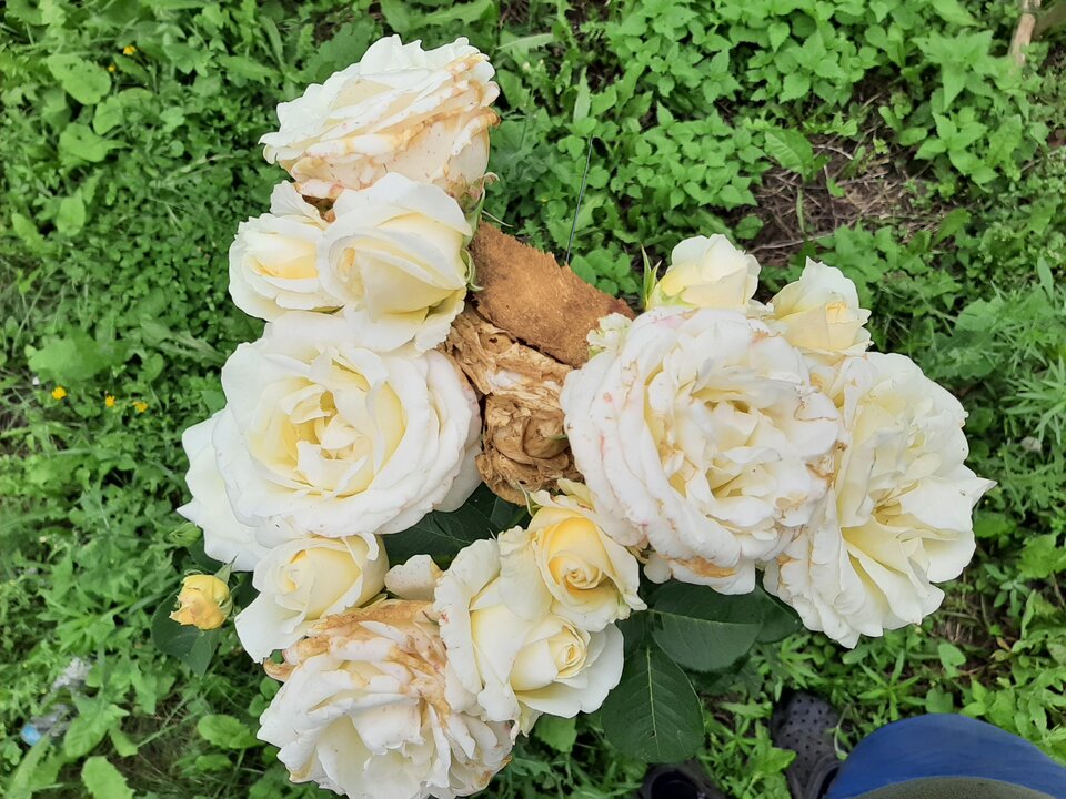 20210723_124404.jpg - Krzyszto1234