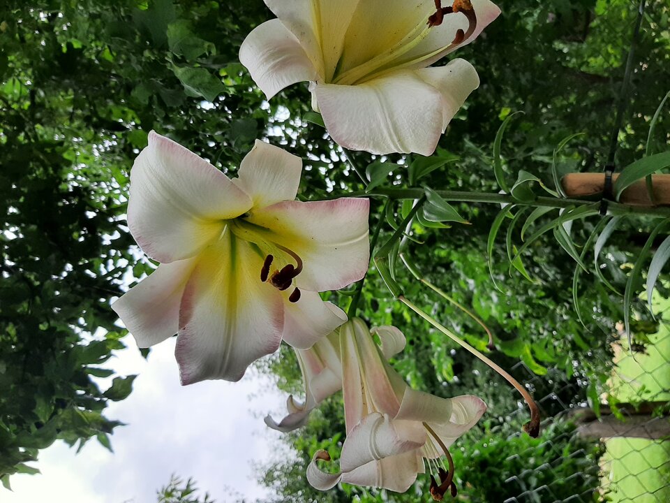 20210723_124237.jpg - Krzyszto1234