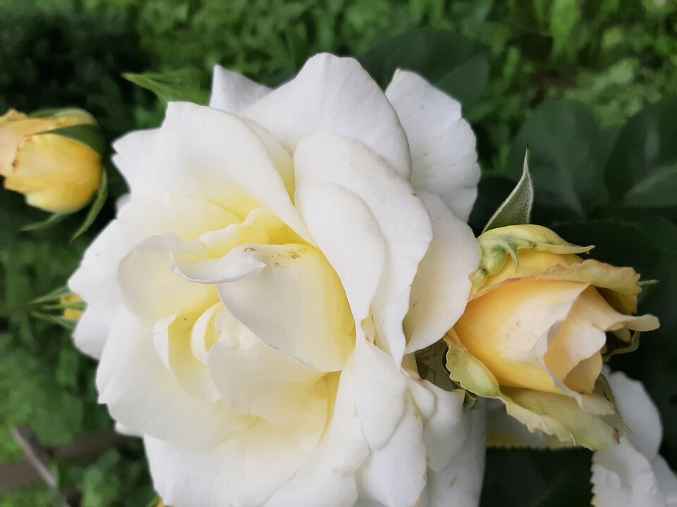 20210723_124415.jpg - Krzyszto1234