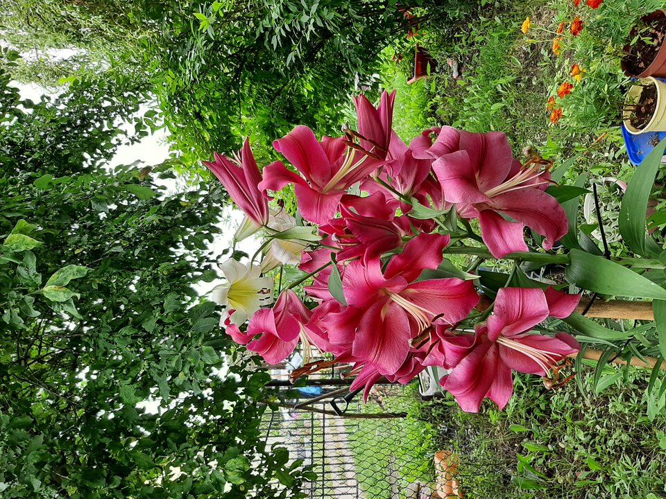 20210723_124223.jpg - Krzyszto1234