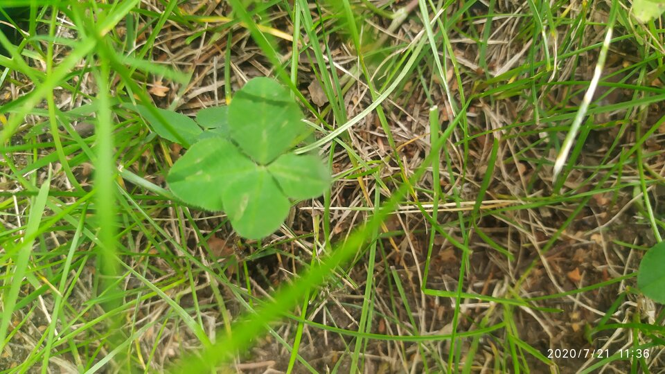 IMG_20200721_113654.jpg - arczi_68