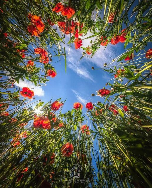 FB_IMG_16240862904573673.jpg - ZonatyMisio70