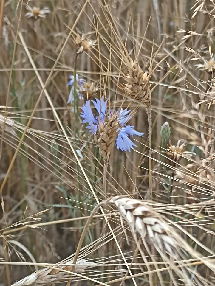 IMG_20210725_184446.jpg - NumberFive