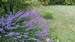 VID_20210726_083753_exported_160.jpg