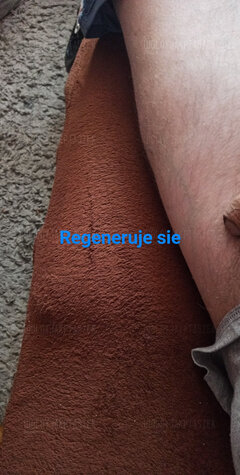 USER_SCOPED_TEMP_DATA_orca-image-1627403247359_68258239500131617