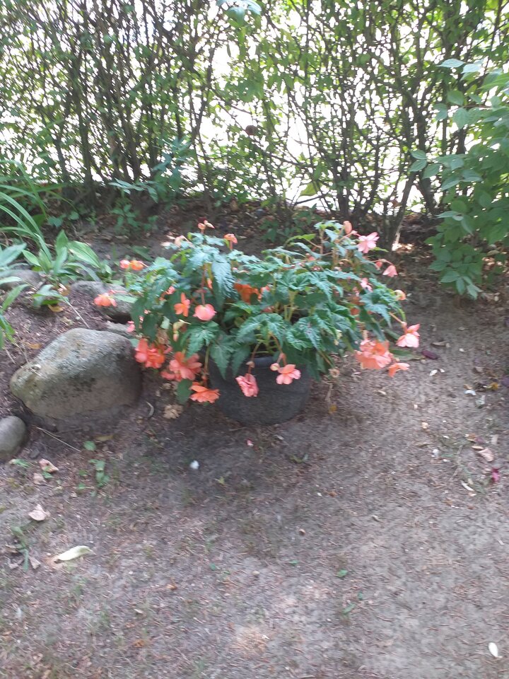 20210730_132127.jpg - WESOLAWDOWKA