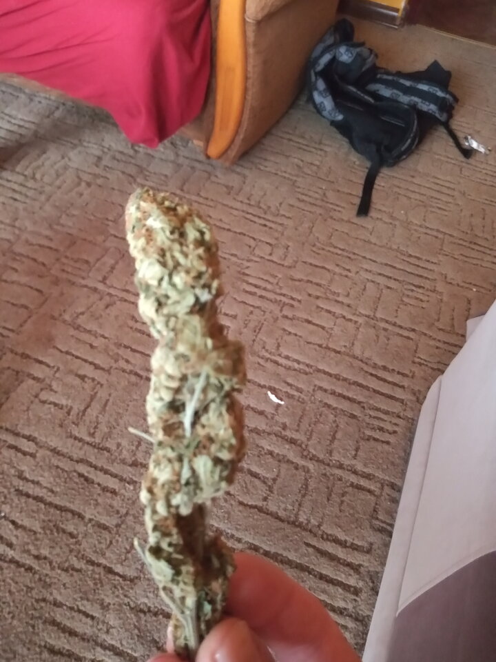 IMG_20210704_181917631.jpg - Bunt901