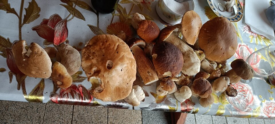 IMG20210729115304.jpg - CzornyDuzy