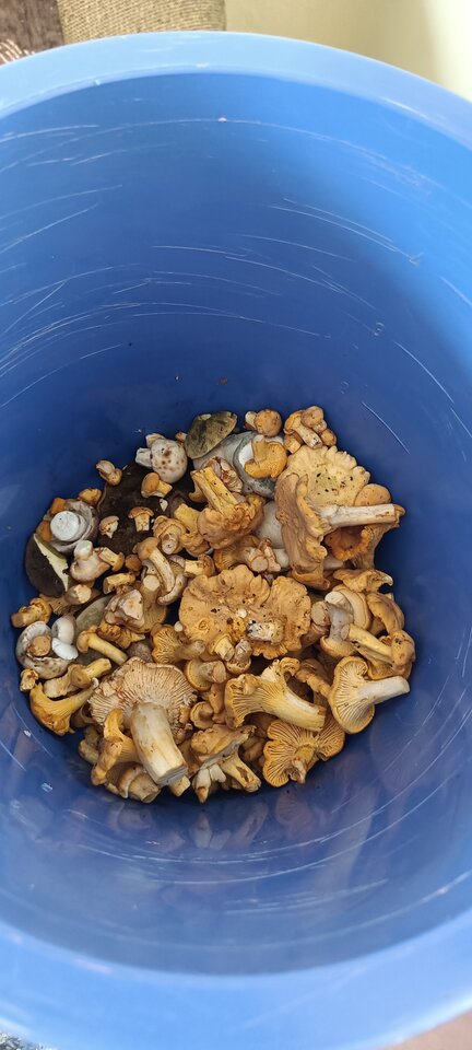 IMG20210731152034.jpg - CzornyDuzy