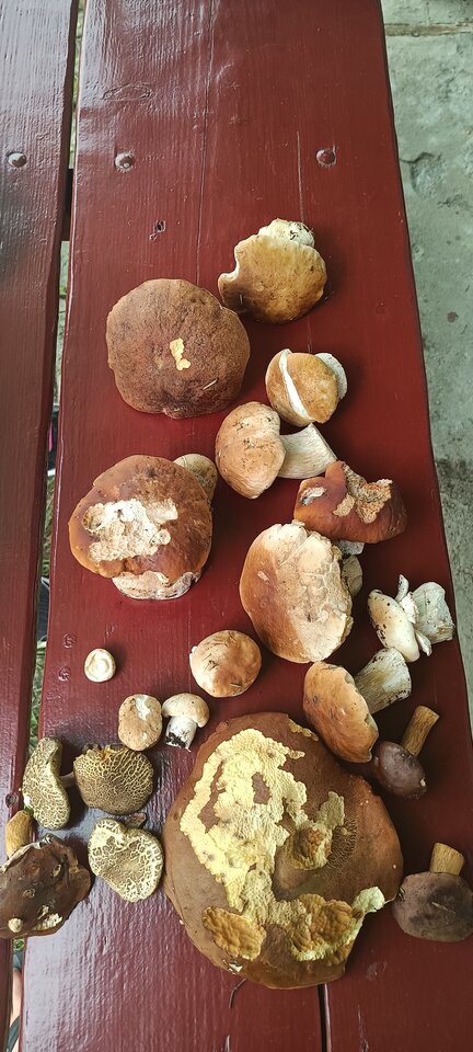 IMG20210801094526.jpg - CzornyDuzy