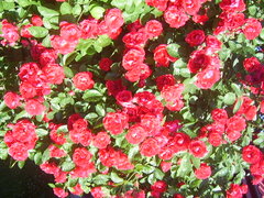 STA50029.JPG