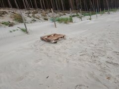 Tylko paleta się opalała