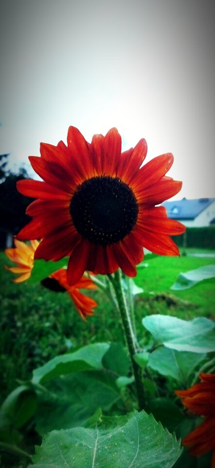 kffiatek.jpg - MattVegass