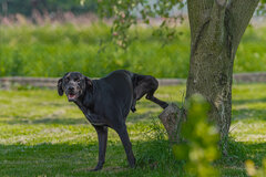 Czasami jak przyciśnie, to można łapy pogubić ;)