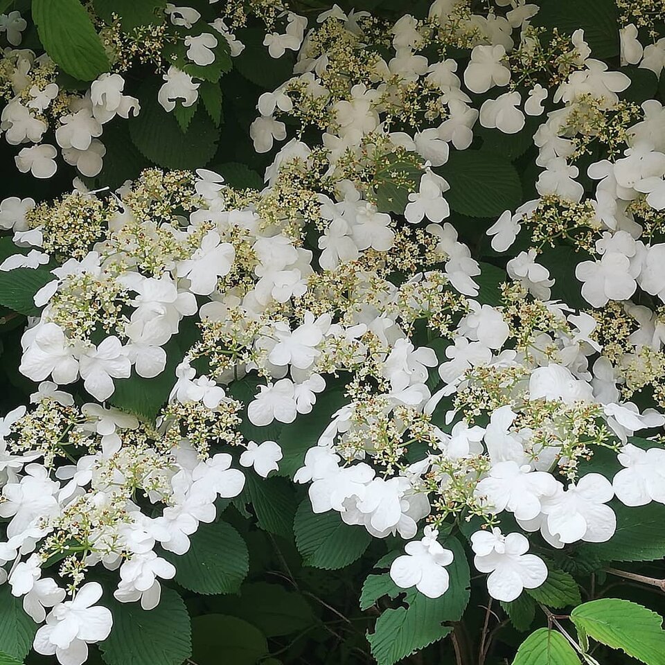 IMG_20210613_190533_972.jpg - TAMARI