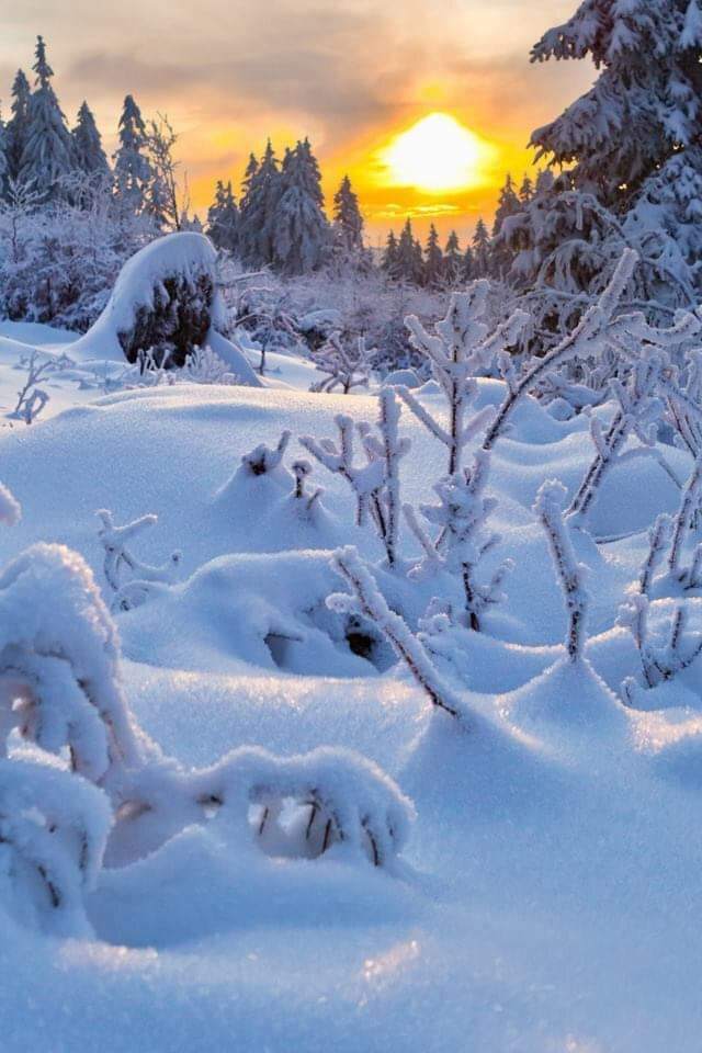 23844529_169361726983253_8254690508782629711_n.jpg - wolnyjakPtaszek